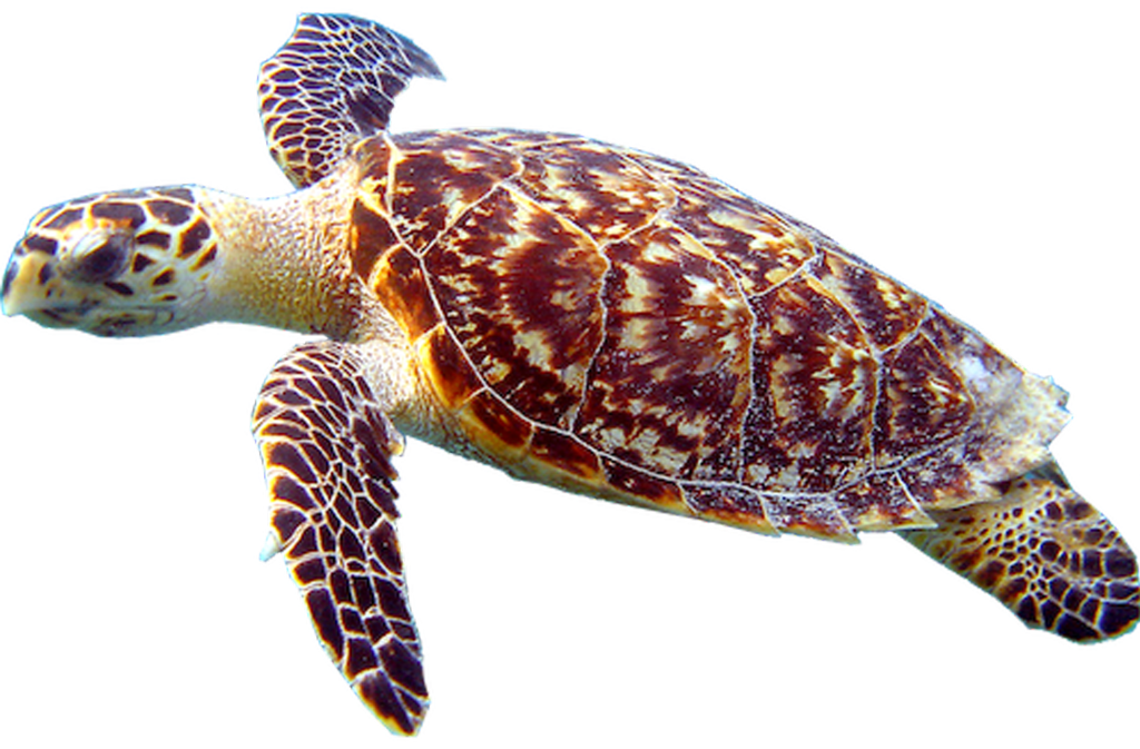 Turtle