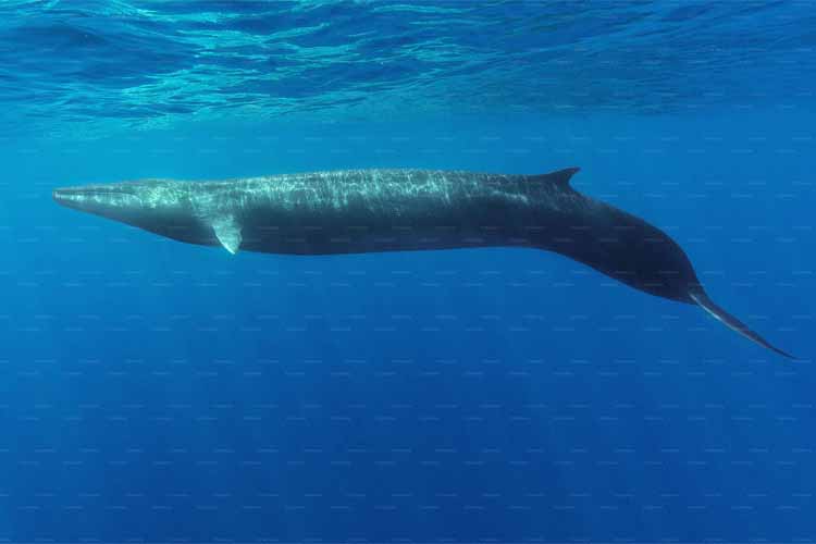 Whales