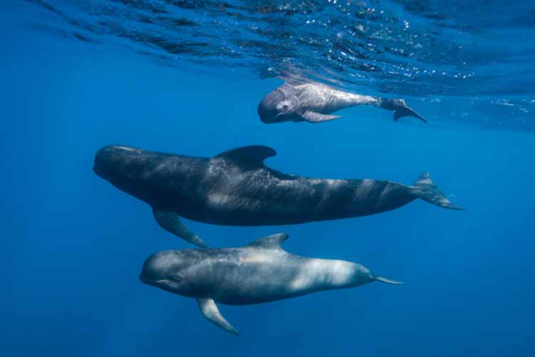 Whales
