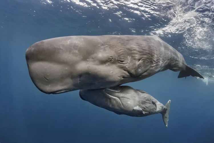 Whales